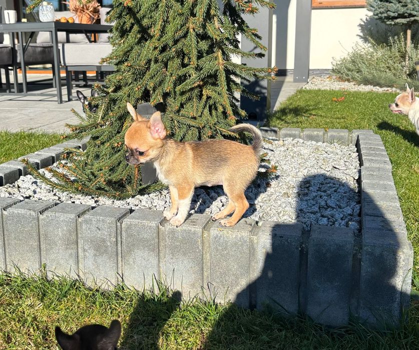 Cudna beżowa dziewczynka chihuachua