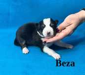 Border Collie, Suczka z Rodowodem, Rodzice przebadani, Beza