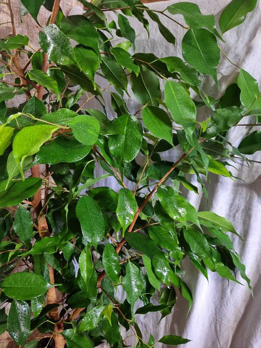 Фикус Бенджамина 1,2м