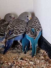 Papugi papużki faliste do oswojenia