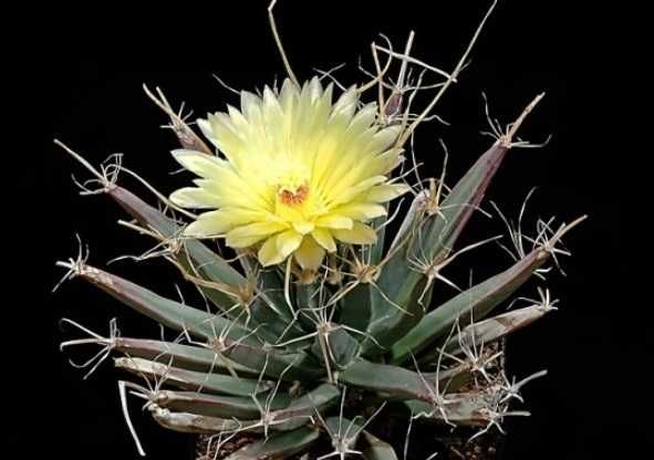 Kaktusy zestaw 3szt.(Leuchtenbergia, Thelocactus, Aylostera)