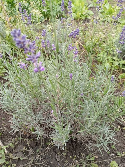 Саджанці лаванди