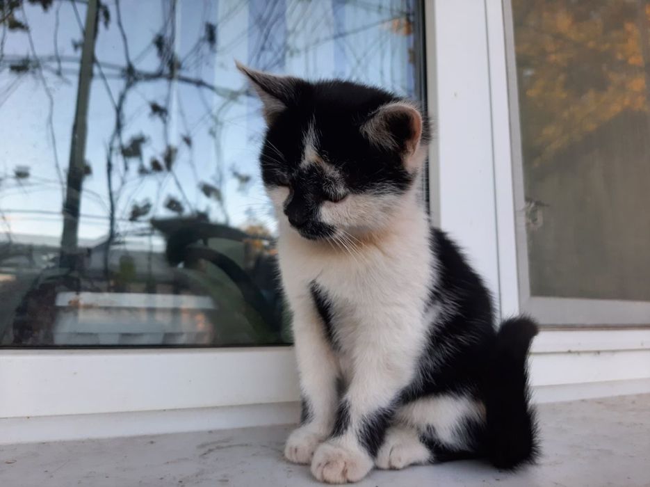 Відам котика та 2 киці