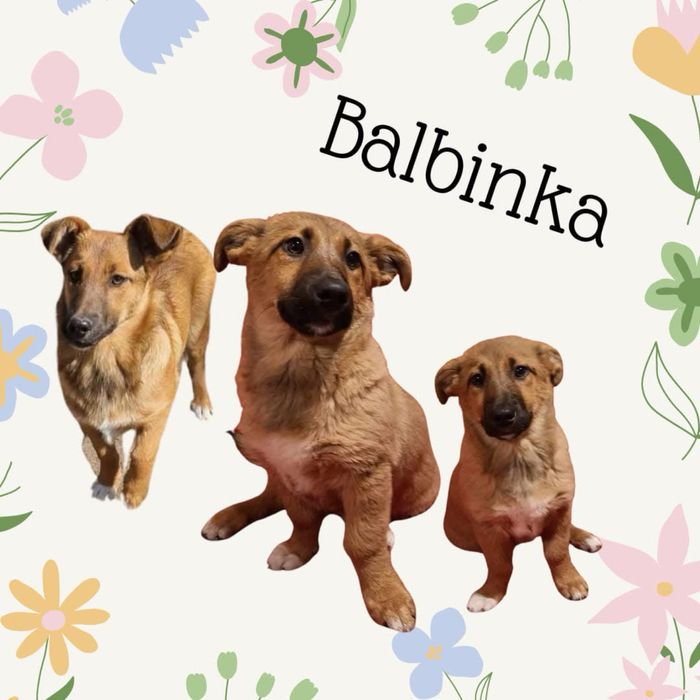 Balbinka szuka rodziny
