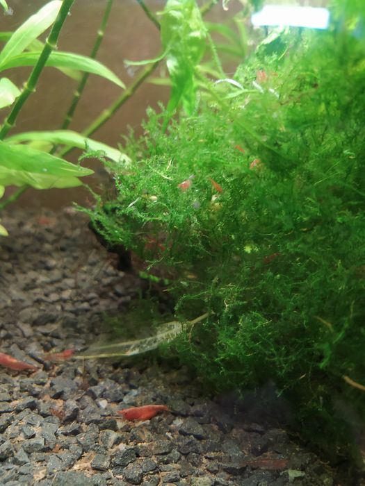 Czerwone krewetki red cherry