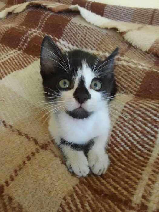 Котята кошечки котики бесплатно отдам