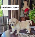AURA z Golden Ultra Cameo FCI suczka po Championach