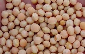 Sprzedam groch polny