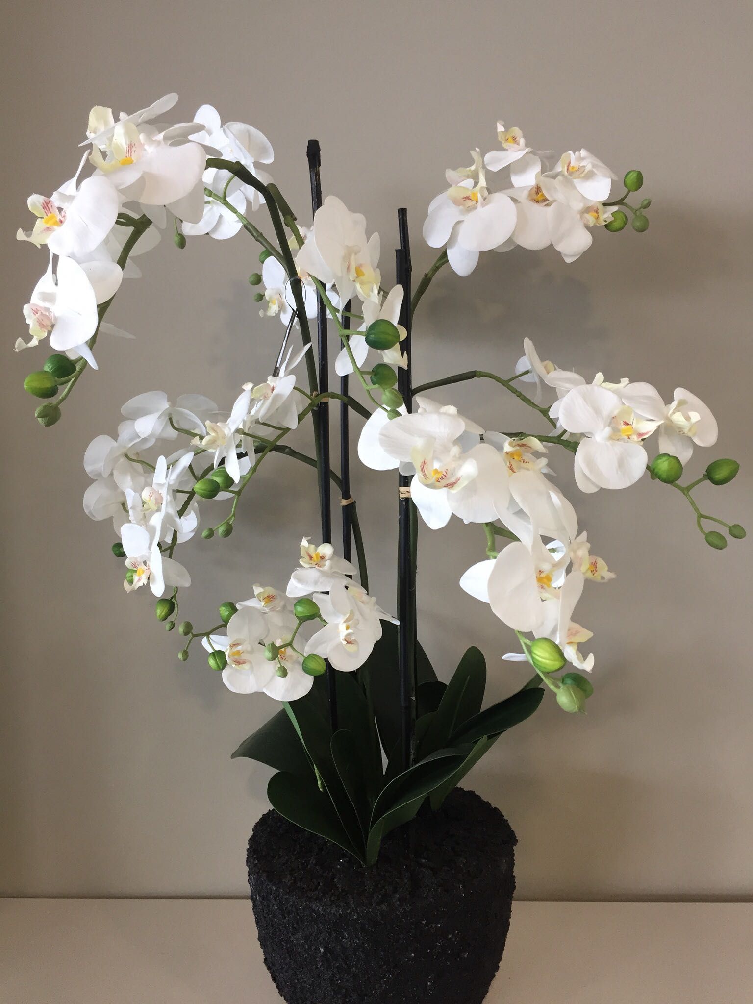 Orquídea Decoração