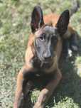 Owczarek Belgijski Malinois