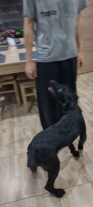 Młody piesek prawdopodobnie  ojcem był wyżeł niemiecki szorstkowłosy