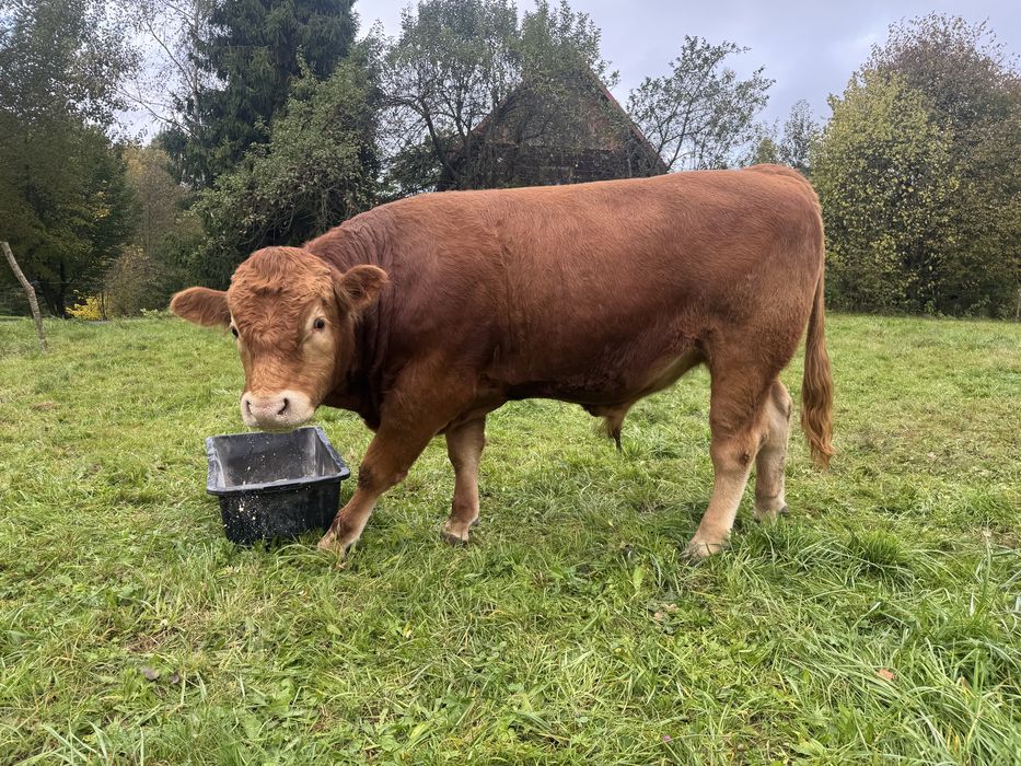 Byk limousine buchaj