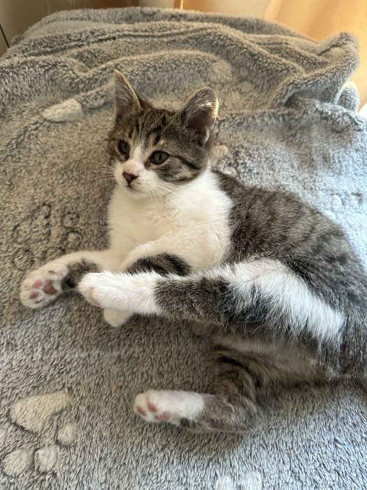 Kotek od oddania 3- miesiące