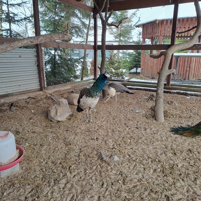 Sprzedam pawia samca