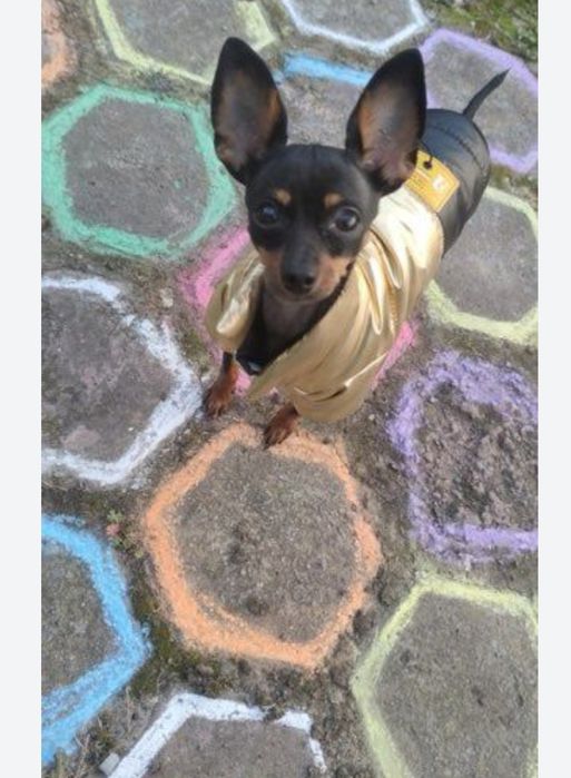 Pinczer miniaturowy xxs Szczeniak, Piesek