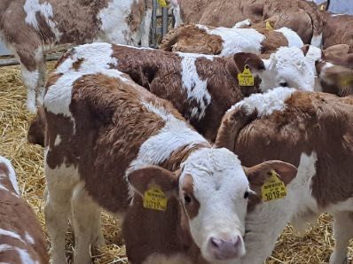 Sprzedam cielaki mięsne