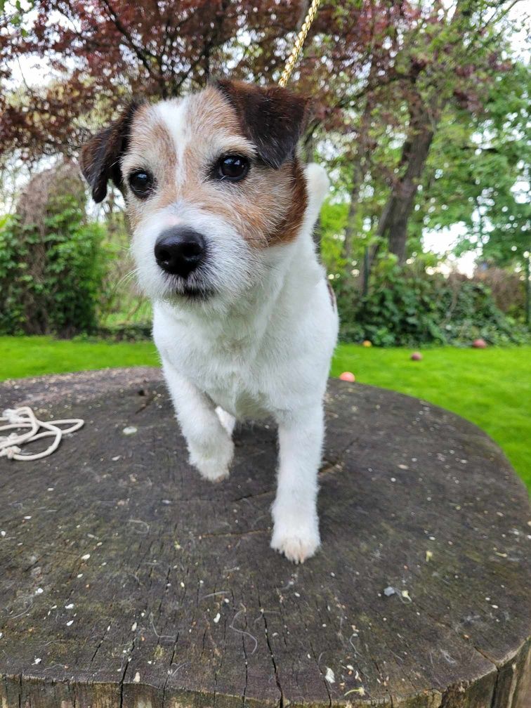 Samiec Fall in love - Jack Russell Terrier