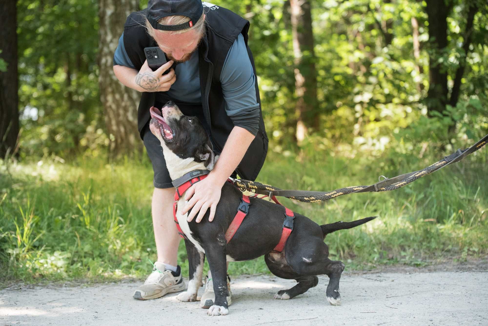 SZORK piękny psiak w typie amstaff dla doświadczonego człowieka