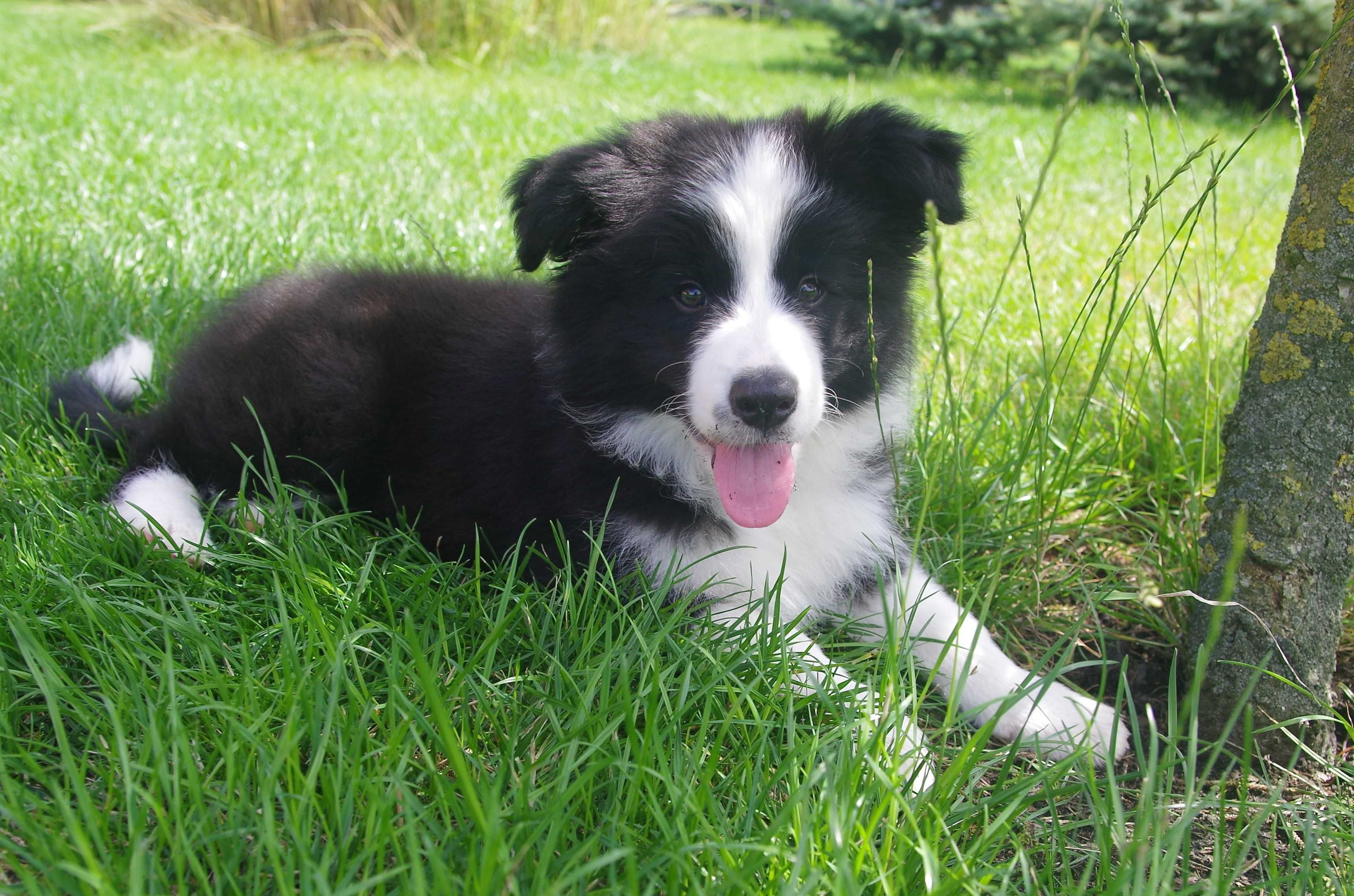 Border Collie- ZKwP/FCI śliczny piesek gotowy do odbioru
