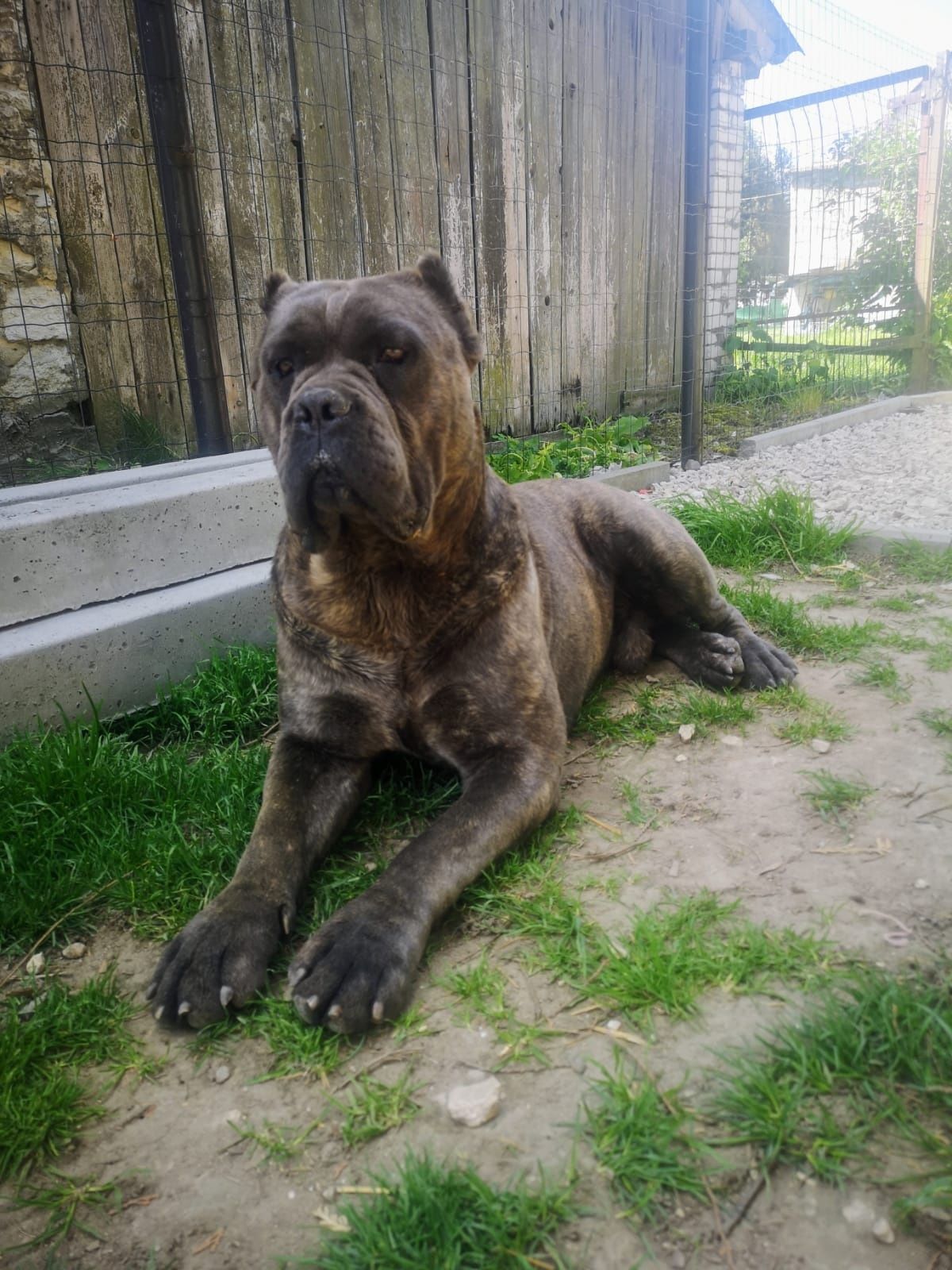 Reproduktor Cane Corso