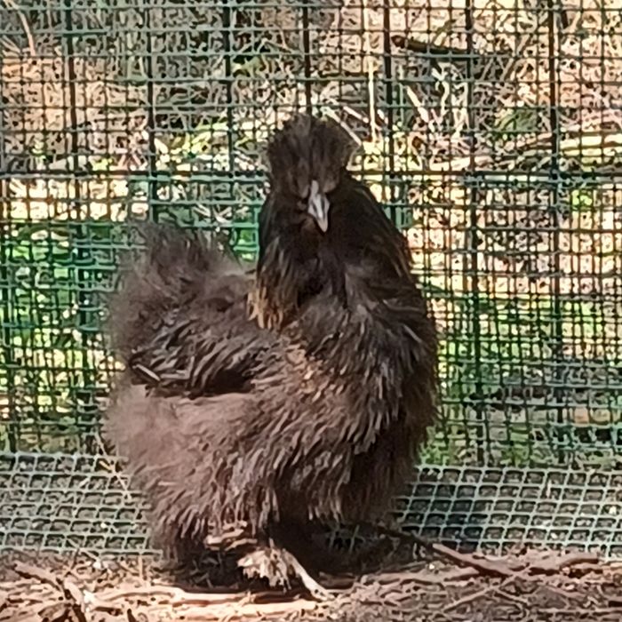 Silki para do zmiany kurnika