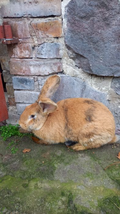 Sprzedam samca 4kg 8m-ce