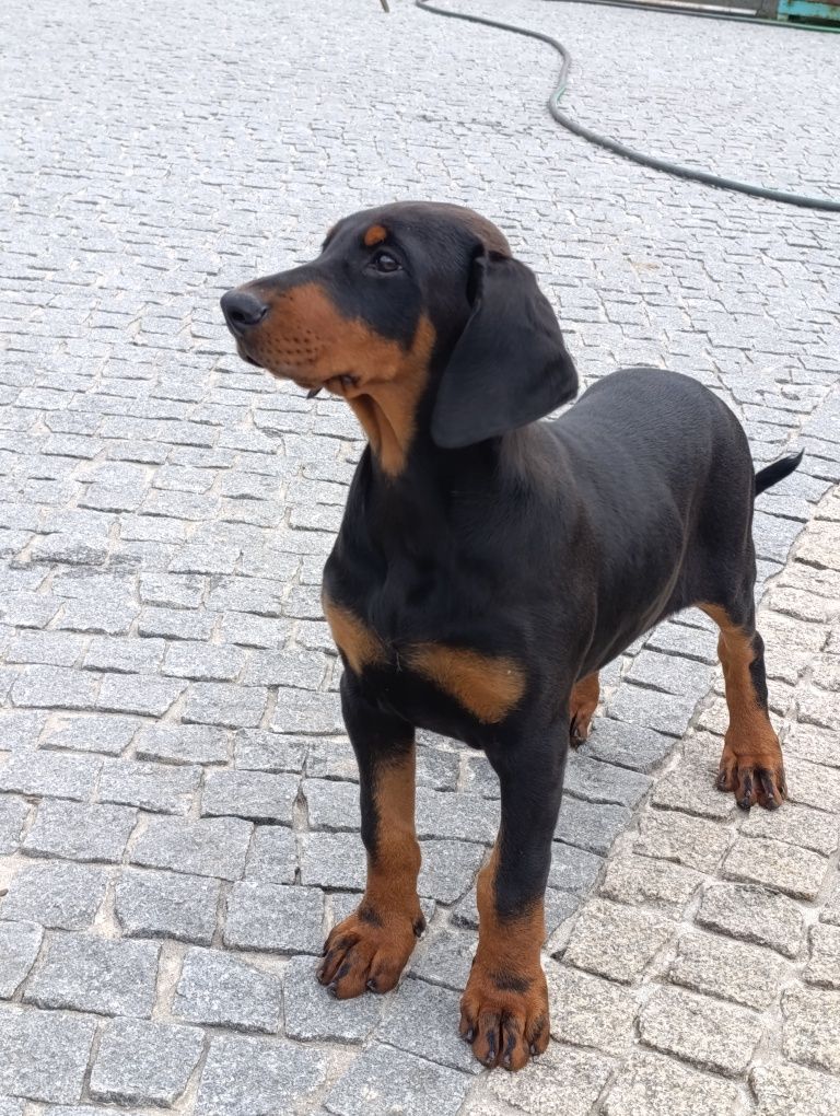 Dobermann macho com lop