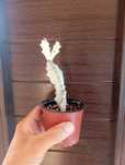 Euphorbia White Ghost