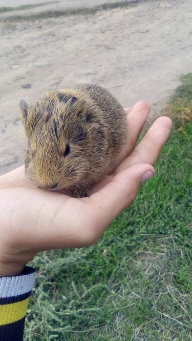 Продаю морські свинки девочки сидют telegram усидить написаний Богдан