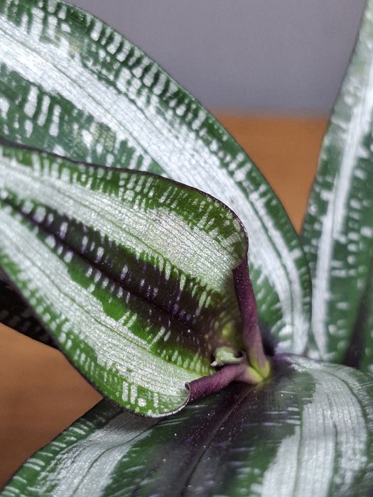 Trzykrotka Dichorisandra musaica