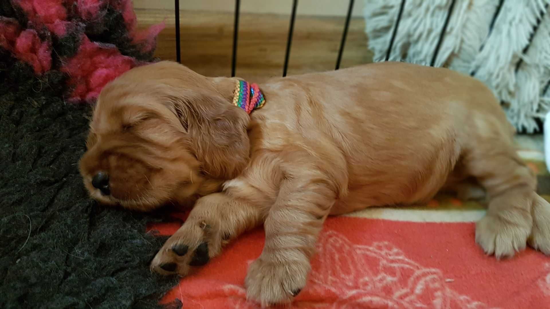 Cocker spaniel angielski