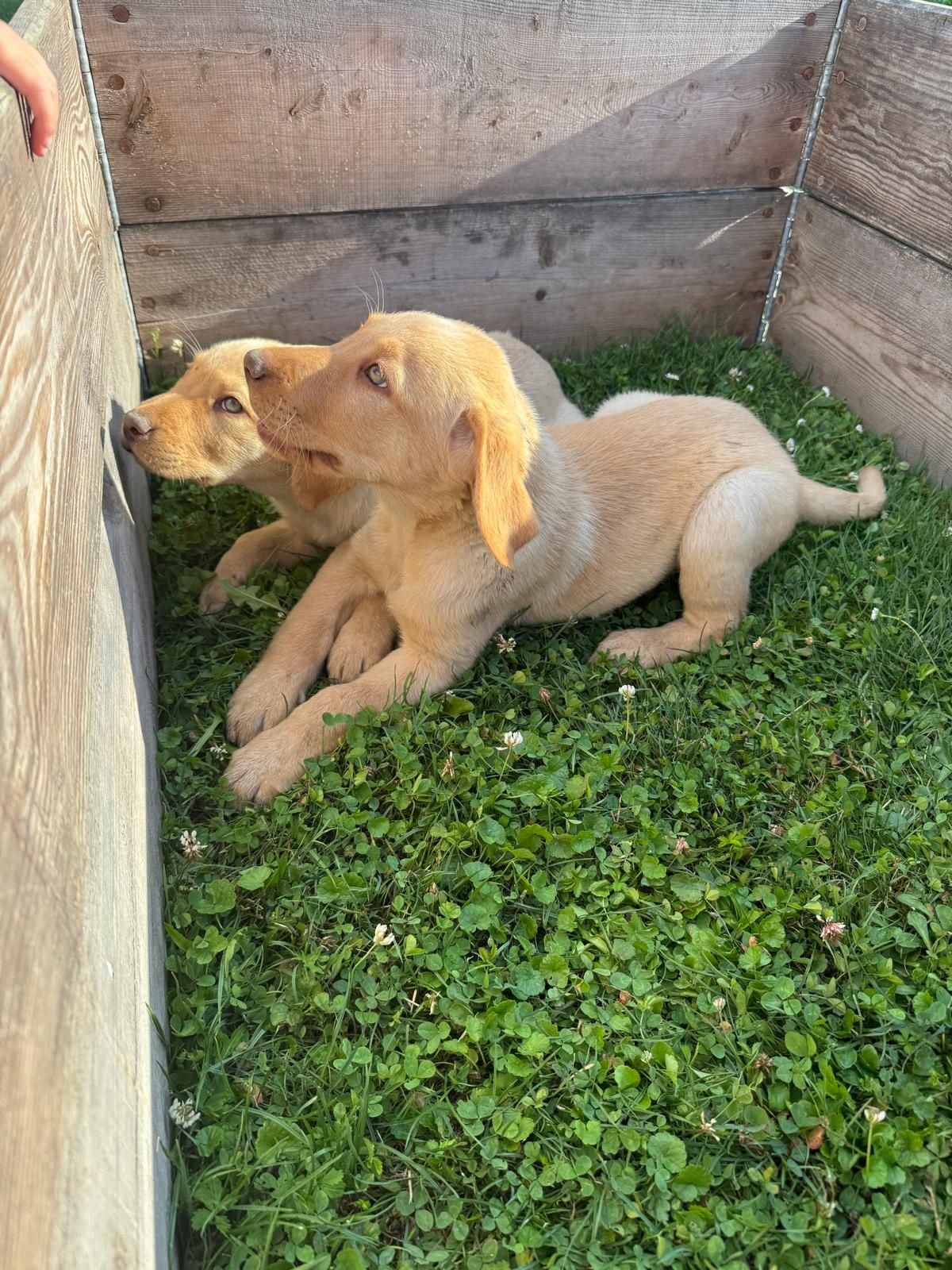 Labrador retriever szczeniak