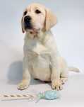 Labrador Retriever piesek niewystawow FCIy
