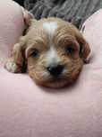 Maltipoo piesek szczenię samiec