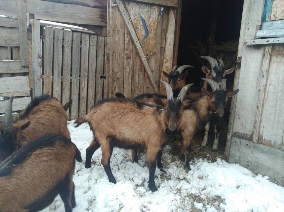 Альпійські Кози козли козлики