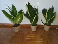 Sansevieria roślinki roślina