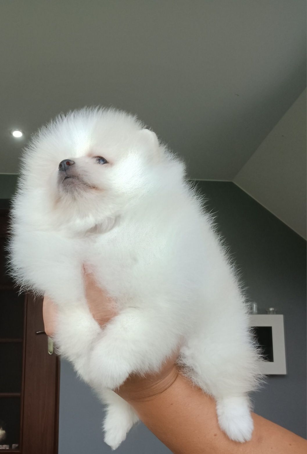 *Pomeranian Mini typ misia Piesek DRACO *
