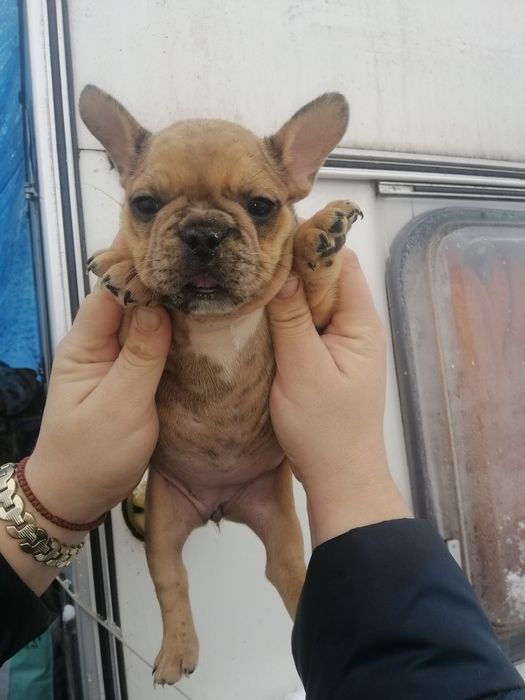 Чистокровні Французики хлопчики та дівчатка є доставка