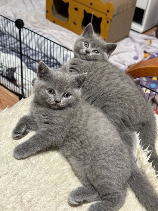 Kot brytyjski krótkowłosy niebieski