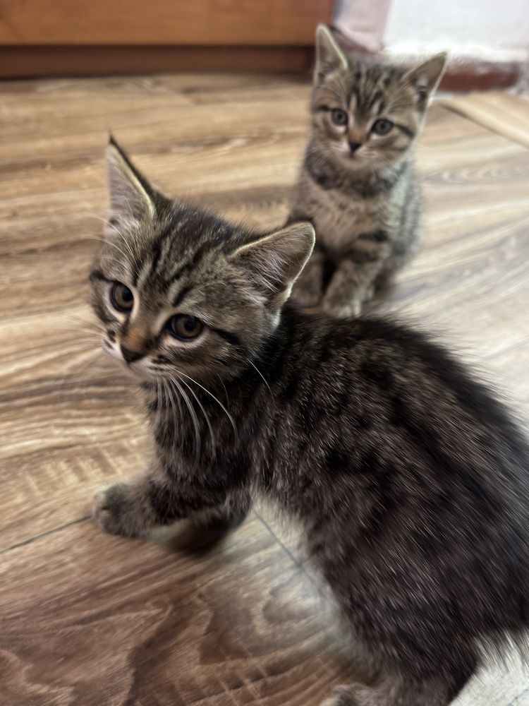 Котенок девочка в хорошие руки