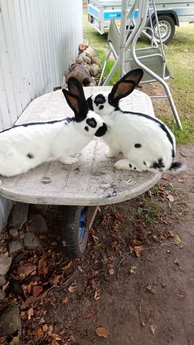 Olbrzym Srokacz Niemiecki samiczki