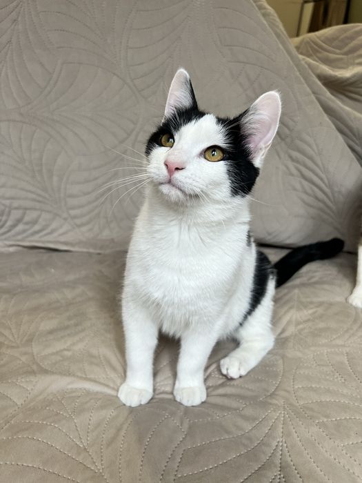 Cudowny Alvinek szuka domku