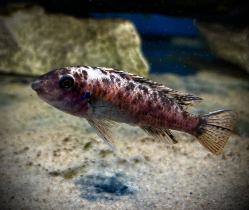 Labeotropheus simoneae Katale F1 3-4 cm , pyszczaki Malawian
