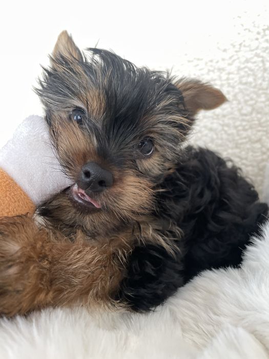 Чистопородні дівчата йоркширського терєра