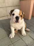 Bulldogs Ingleses