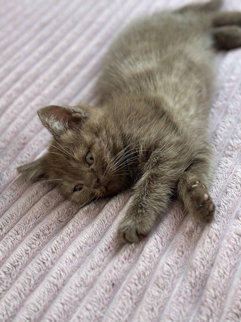Кошеня шотландка