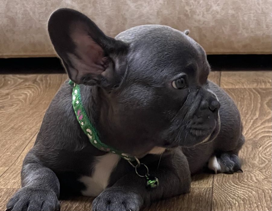 Дівчинка та хлопчик