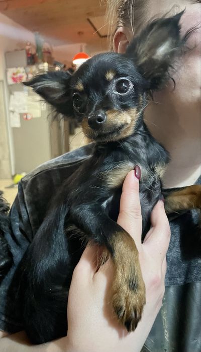 Toy rosyjski długowłosy