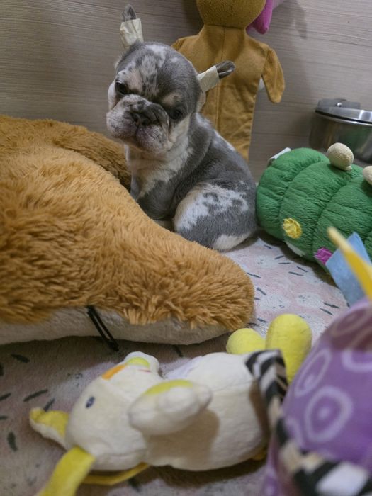 Дві дівчинки мерле і лілак мерле