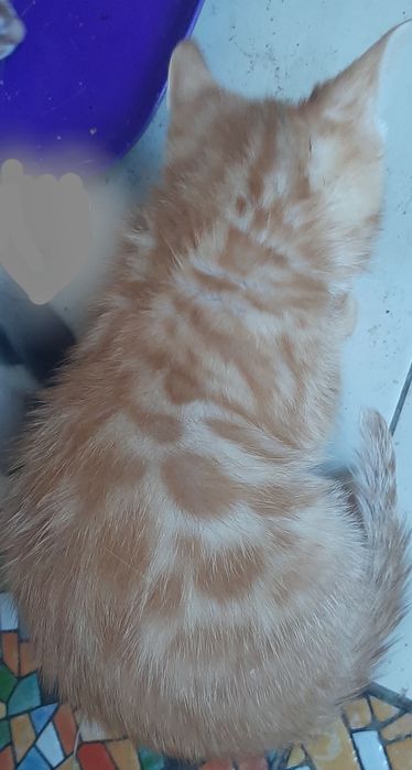 Малий рудий бенгальчик 2, 5 місяця